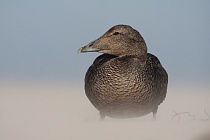 Eiderente Somateria mollissima Common Eider Duck Helgoland Düne