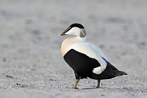 Eiderente Somateria mollissima Common Eider Duck Helgoland Düne