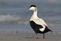 Eiderente Somateria mollissima Common Eider Duck Helgoland Düne