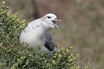 Eissturmvogel auf Staple Island