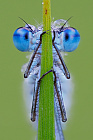 Becherjungfer (Enallagma cyathigerum)