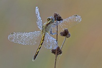 Diese kleine Libelle ist nicht selten in Florida. Inzwischen wird die bisherige Unterart 