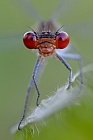 Lupenobjektivaufnahme des Großen Granatauges (Erythromma najas), Männchen