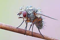 Fliege im Morgentau
