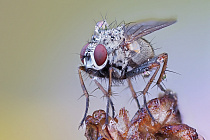 Fliege Zweiflügler