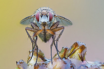 Fliege im Morgentau