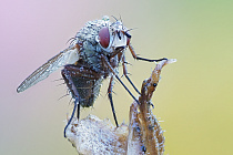 Fliege im Morgentau Kältestarre