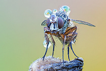 Fliege im Morgentau