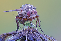 Fliege im Morgentau Kältestarre