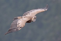 Gaensegeier in der Verdon-Schlucht