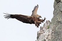 Gaensegeier im Naturpark Monfrague