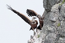 Gaensegeier im Naturpark Monfrague