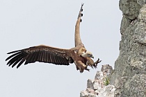 Gaensegeier im Naturpark Monfrague