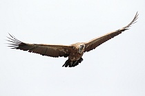 Gaensegeier im Naturpark Monfrague
