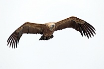 Gaensegeier im Naturpark Monfrague