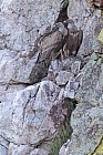 Gaensegeier im Naturpark Monfrague