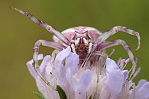 Krabbenspinne
