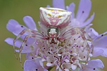 Krabbenspinne