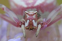 Krabbenspinne