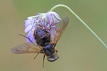Krabbenspinne