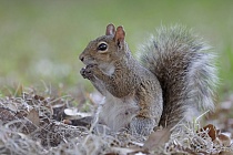 Das in Amerika häufige Grauhörnchen wurde an mehreren Stellen Europas ausgesetzt und verdrängt mancherorts das heimische Eichhörnchen, besonders in Großbritannien.