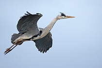 Graureiher (Ardea cinerea, Grey Heron) im Vogelpark 