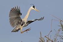 Graureiher (Ardea cinerea, Grey Heron) im Vogelpark 