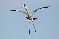 Graureiher (Ardea cinerea, Grey Heron) im Vogelpark 