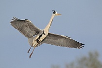 Graureiher (Ardea cinerea, Grey Heron) im Vogelpark 