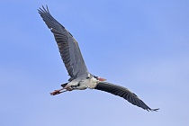 Graureiher (Ardea cinerea, Grey Heron) im Vogelpark 