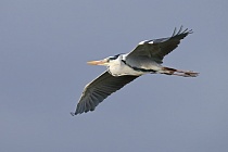Graureiher (Ardea cinerea, Grey Heron) im Vogelpark 