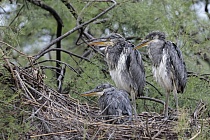 Graureiher (Ardea cinerea, Grey Heron) bei der Aufzucht der Jungen im Vogelpark 