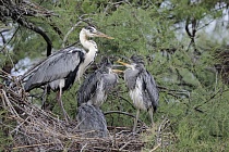 Graureiher (Ardea cinerea, Grey Heron) bei der Aufzucht der Jungen im Vogelpark 