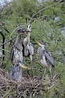Graureiher (Ardea cinerea, Grey Heron) bei der Aufzucht der Jungen im Vogelpark 