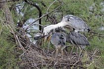 Graureiher (Ardea cinerea, Grey Heron) bei der Aufzucht der Jungen im Vogelpark 