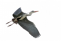 Graureiher (Ardea cinerea, Grey Heron) im Vogelpark 