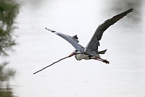 Graureiher (Ardea cinerea, Grey Heron) im Vogelpark 