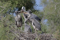 Graureiher (Ardea cinerea, Grey Heron) bei der Aufzucht der Jungen im Vogelpark 