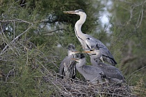 Graureiher (Ardea cinerea, Grey Heron) bei der Aufzucht der Jungen im Vogelpark 