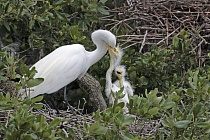 Der in großen Teilen der Welt verbreitete Silberreiher ist auch in Florida sehr häufig anzutreffen. 