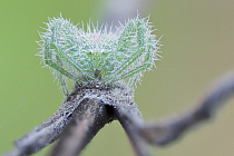 Gruene Krabbenspinne
