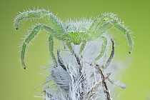 Gruene Krabbenspinne