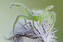 Gruene Krabbenspinne