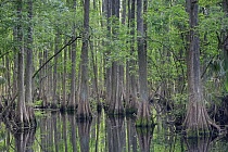 Der Sumpfzypressenwald im Highlands Hammock State Park gehört zu den schönsten seiner Art. Auf einem Holzsteg können Besucher mitten durch den Wald gehen und auch einen kleinen Fluss überqueren.