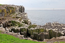 Klippen der Insel Inner Farne