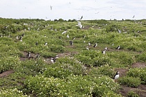 Papageitaucherkolonie auf der Insel Inner Farne