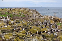 Papageitaucher auf Inner Farne