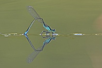 Eiablage