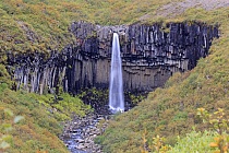 Der Svartifoss fällt über eine hohe Wand aus Basaltsäulen.