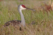 Kanadakranich